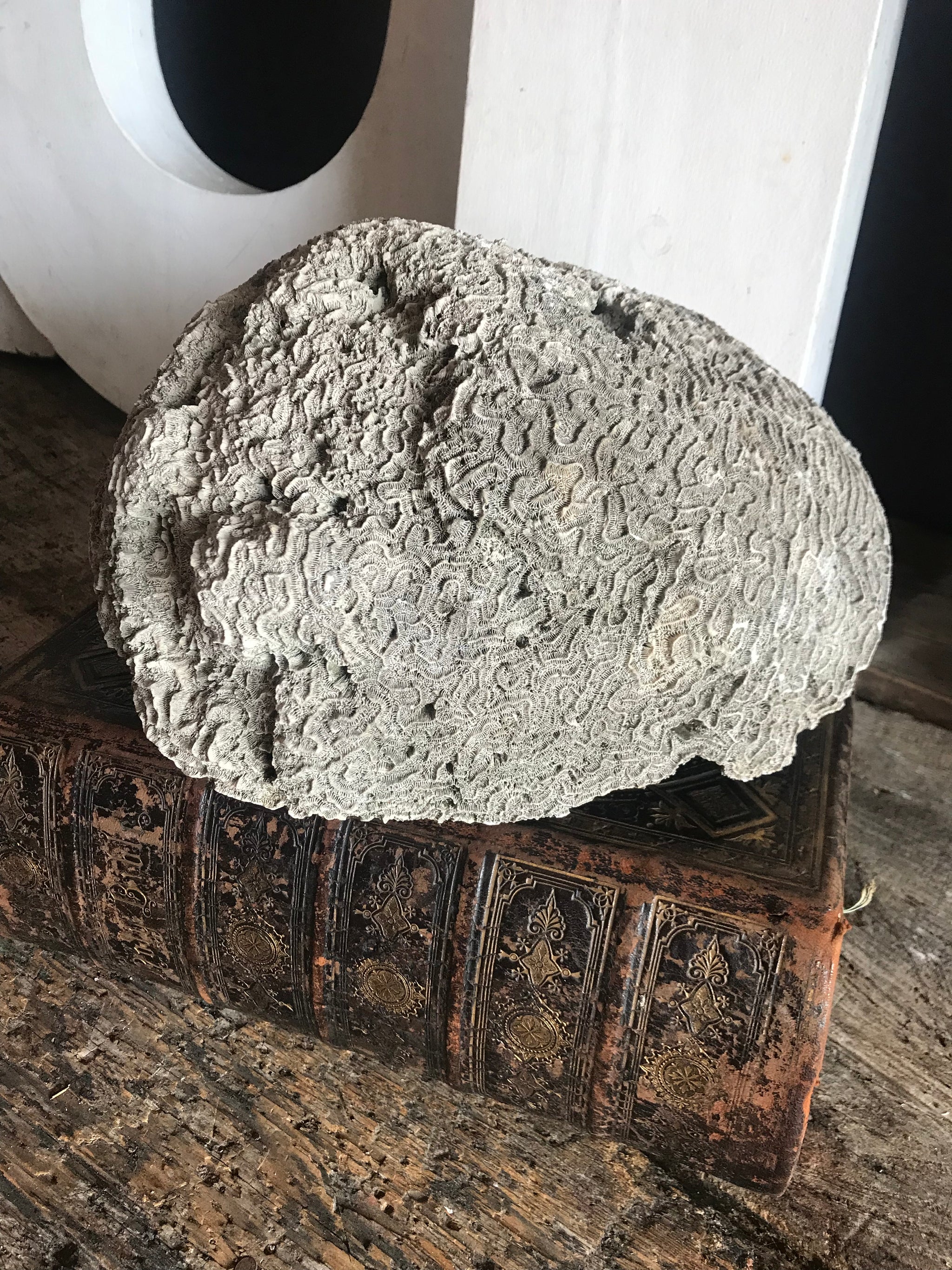 A very large brain coral natural history specimen