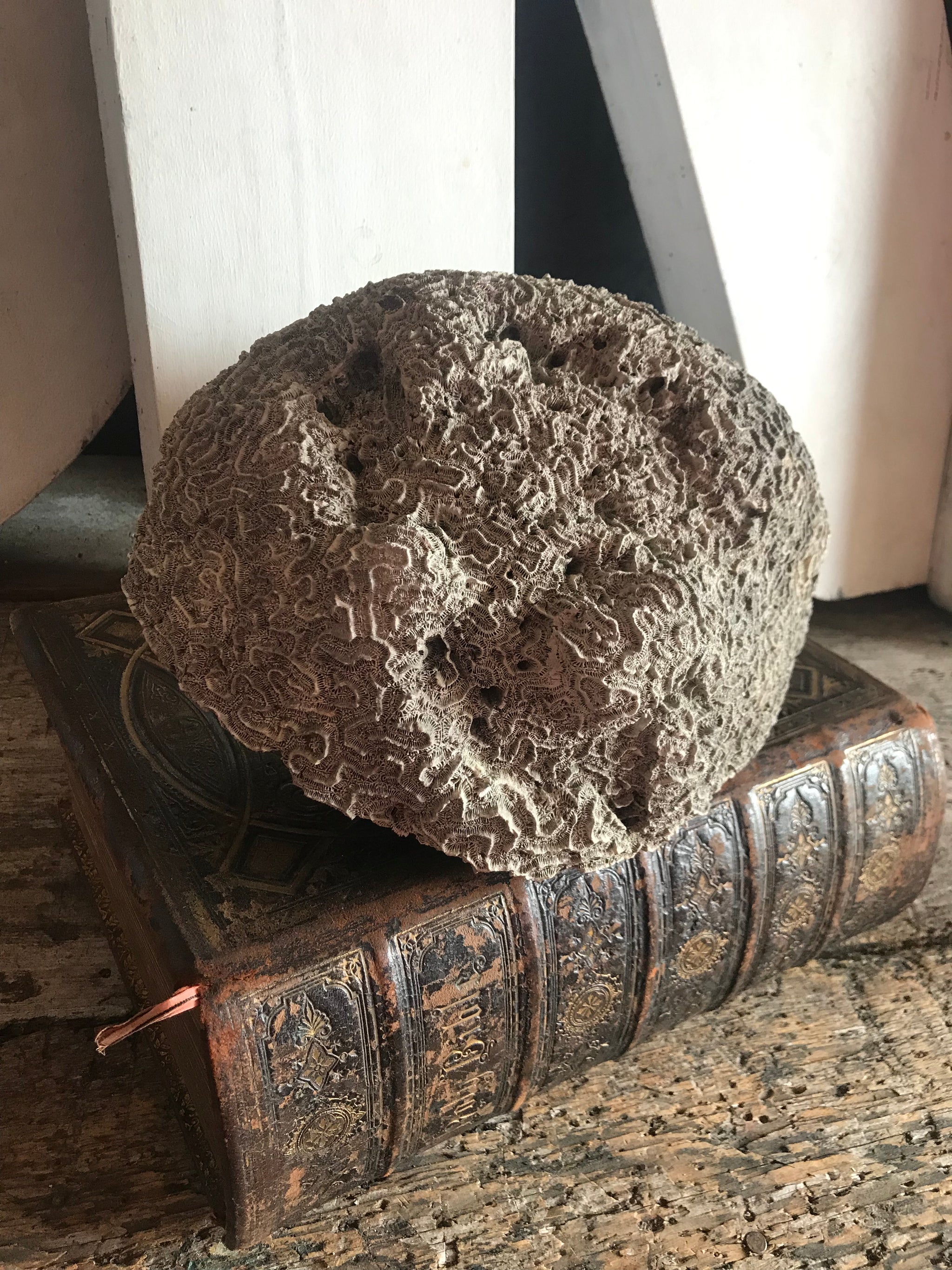 A very large brain coral natural history specimen