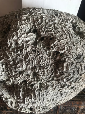 A very large brain coral natural history specimen