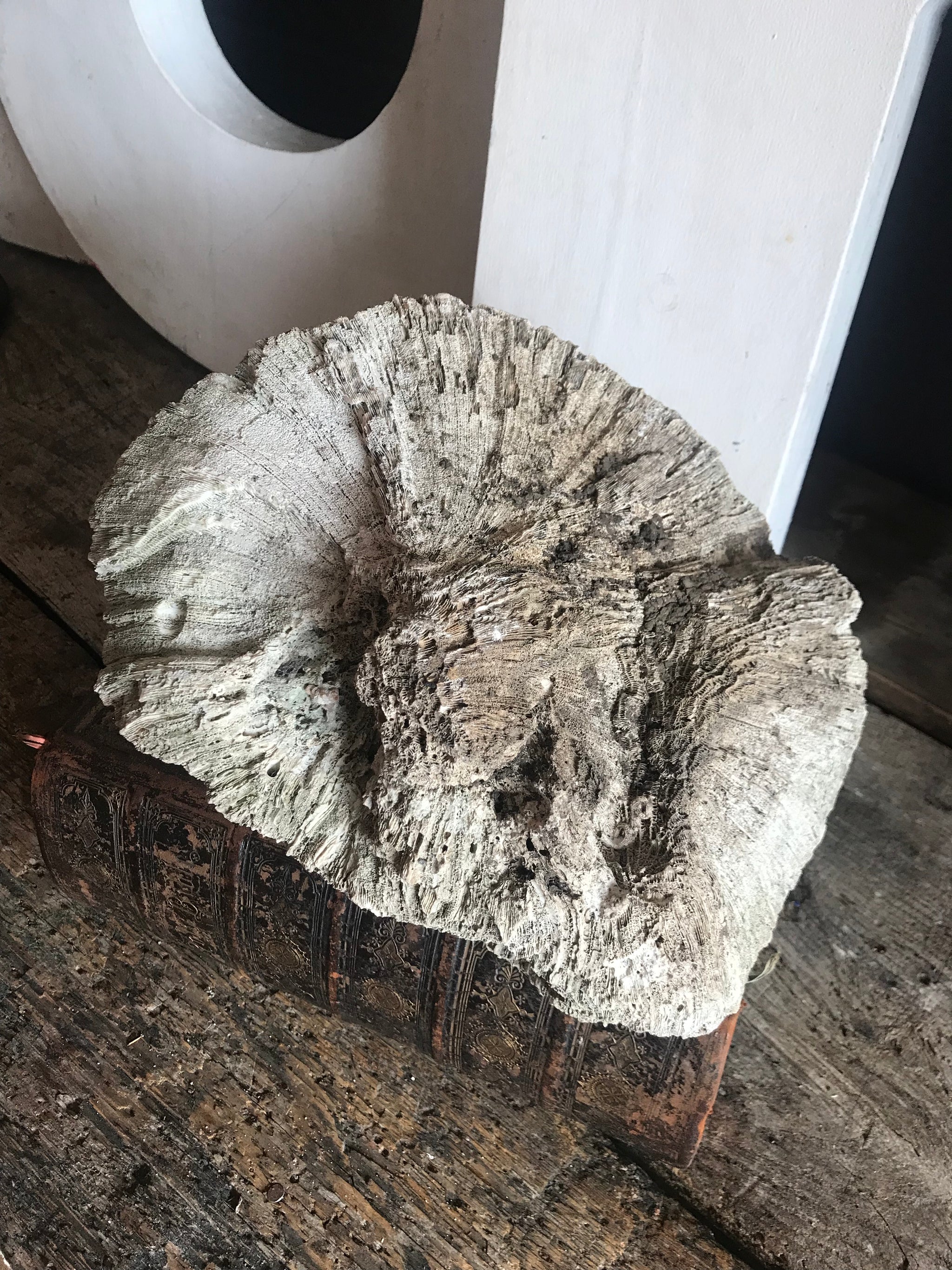 A very large brain coral natural history specimen