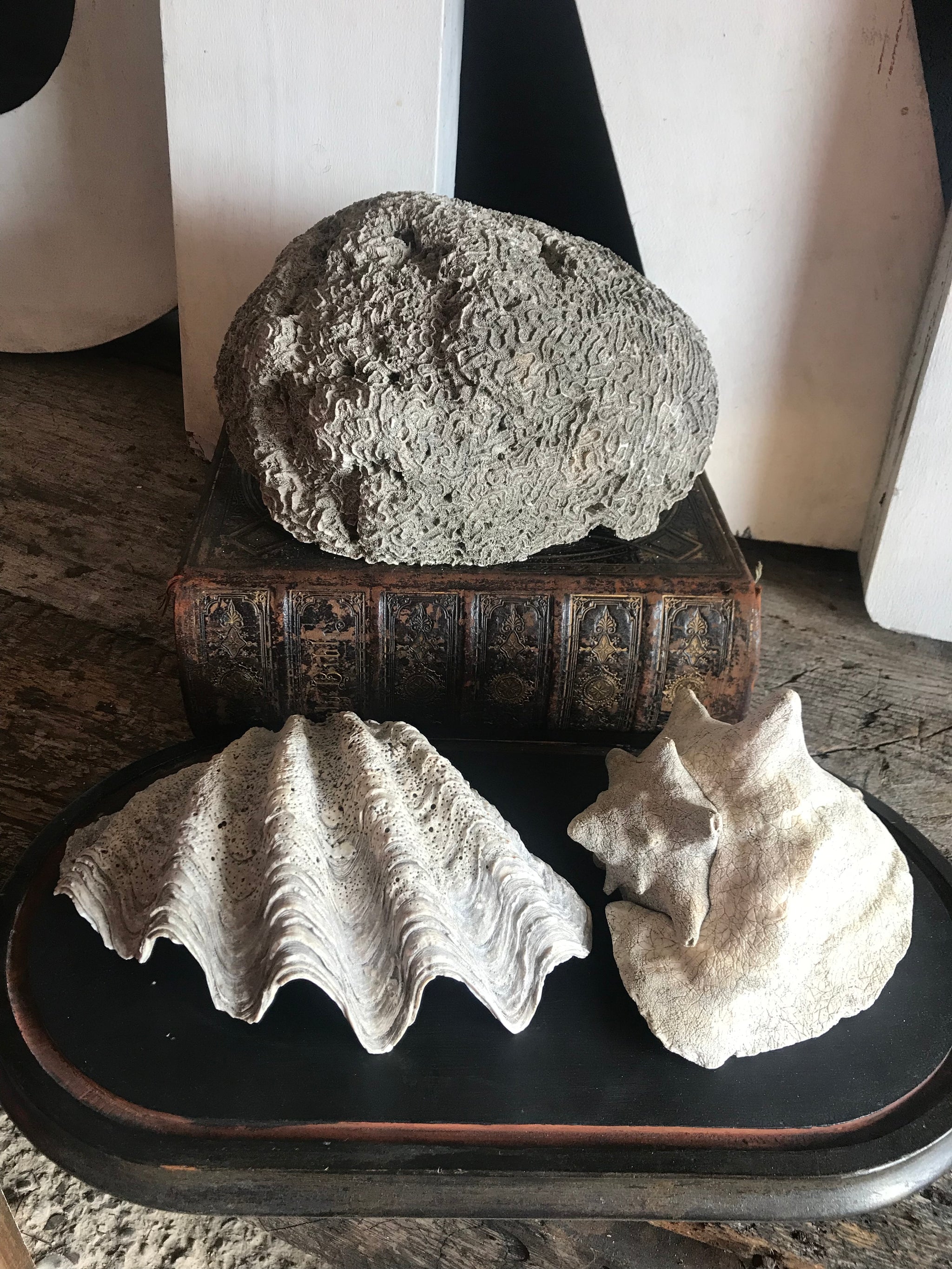 A very large brain coral natural history specimen