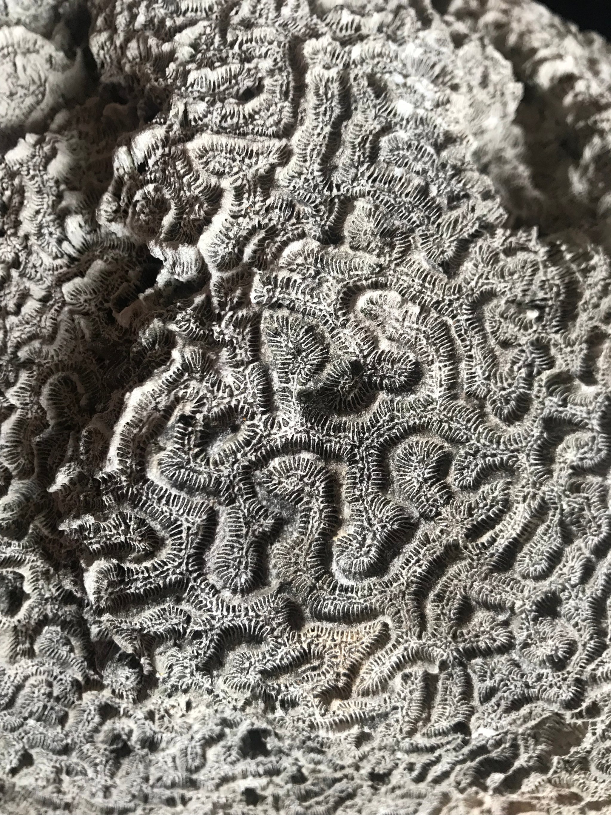 A very large brain coral natural history specimen
