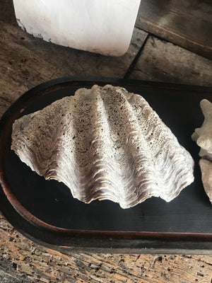 A large whole conch shell and a giant clam shell