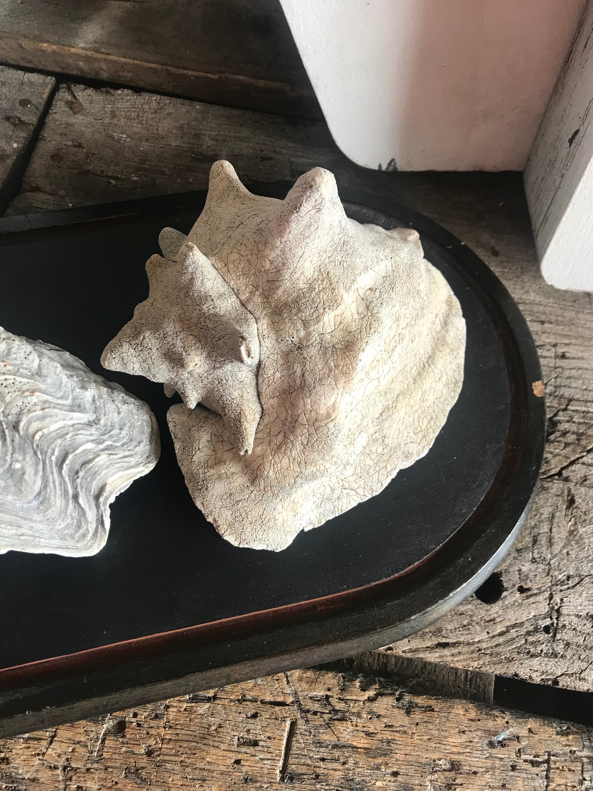 A large whole conch shell and a giant clam shell