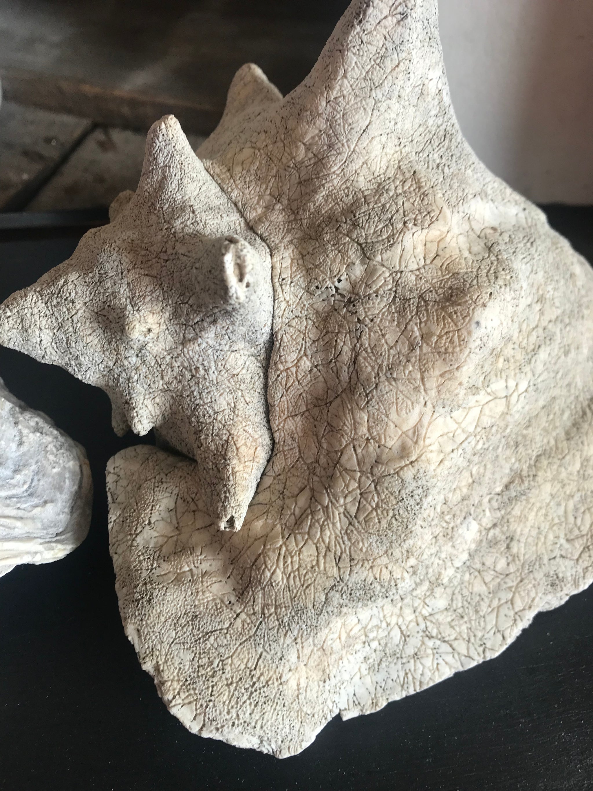 A large whole conch shell and a giant clam shell