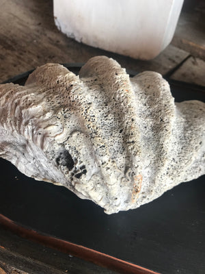 A large whole conch shell and a giant clam shell