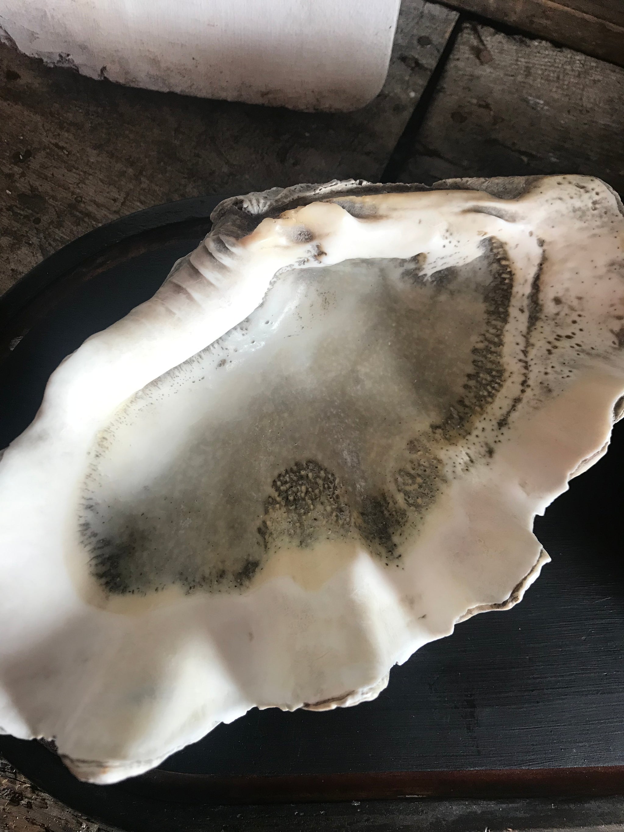A large whole conch shell and a giant clam shell