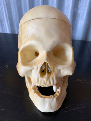 An anatomical medical skull model