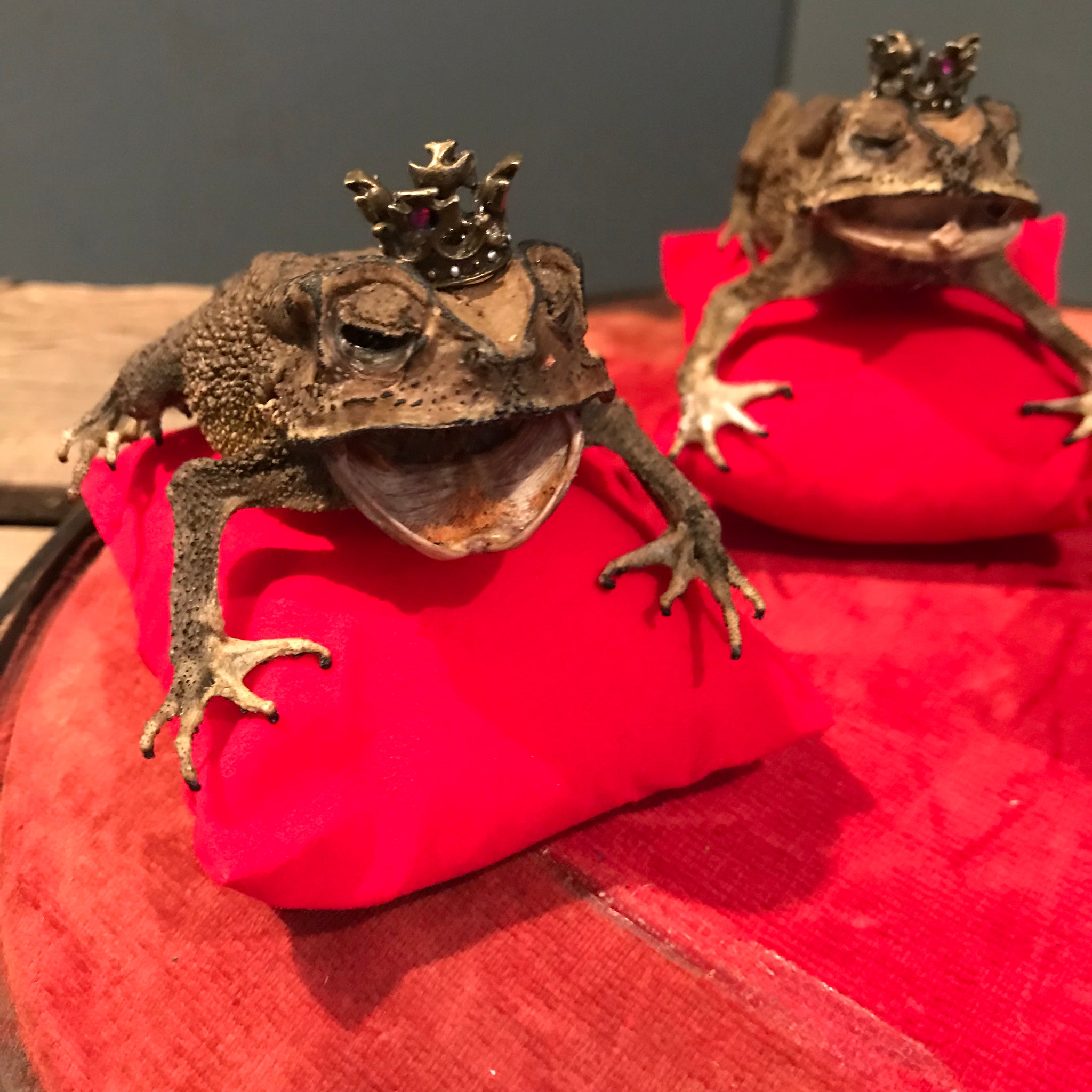 An anthropomorphic taxidermy toad
