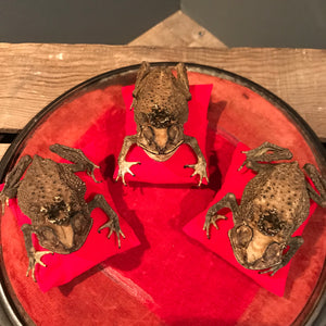 An anthropomorphic taxidermy toad