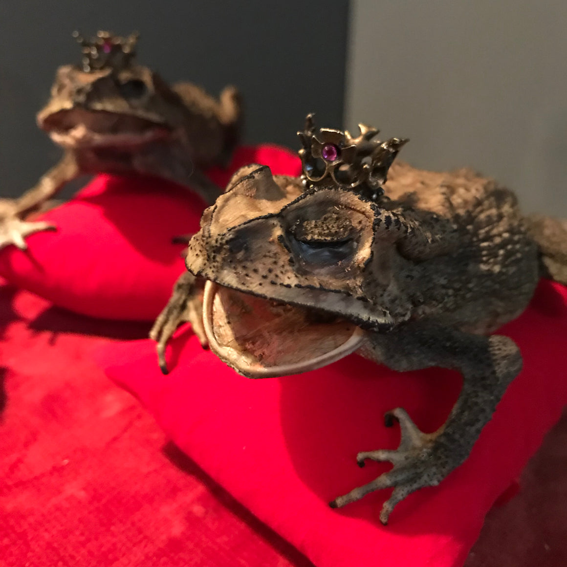 An anthropomorphic taxidermy toad