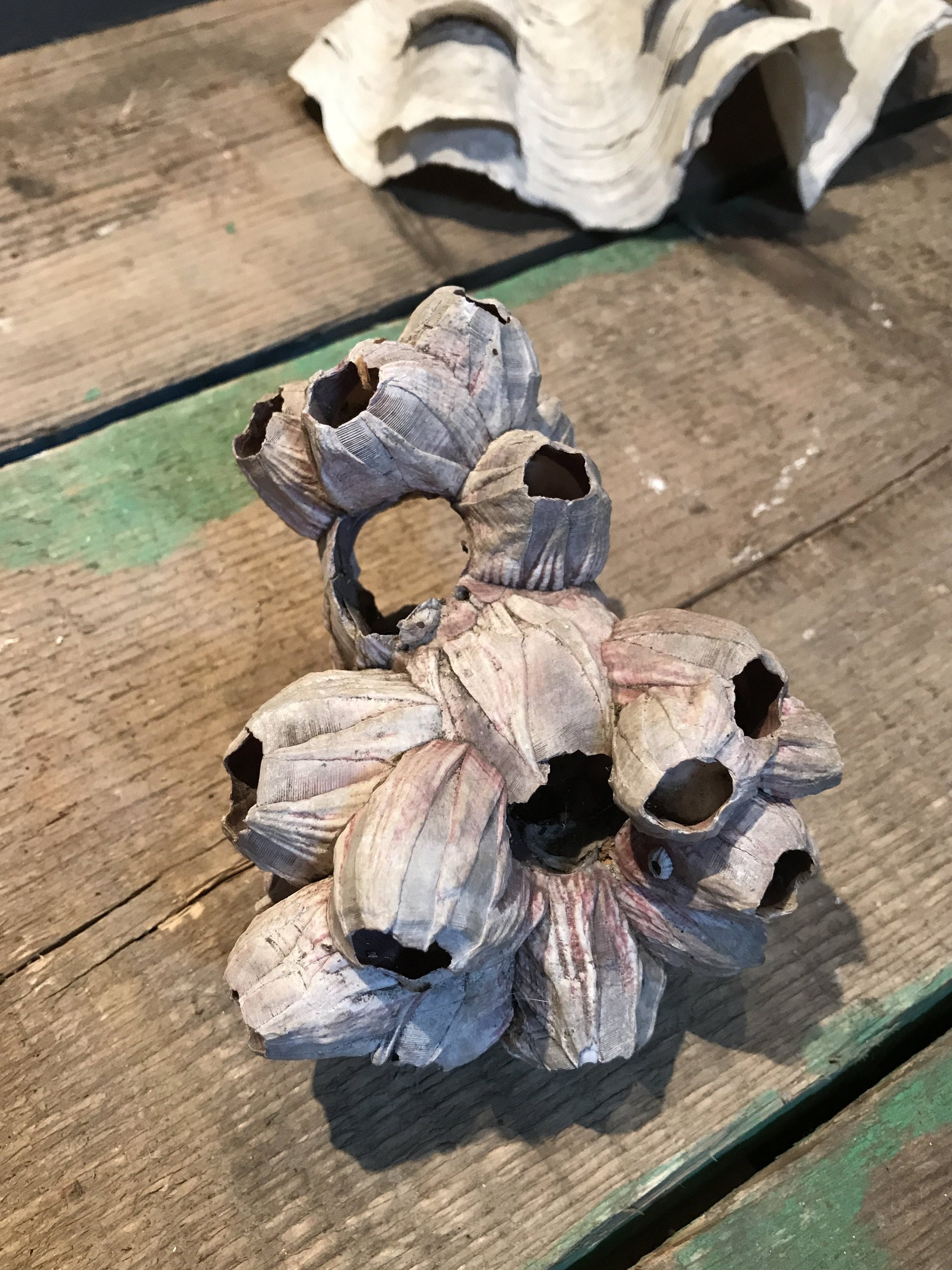 A collection of antique sea coral specimens