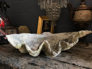 A Giant Clam Shell specimen (Tridacna Gigas)- 66cm