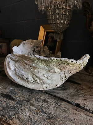 A Giant Clam Shell specimen (Tridacna Gigas)- 66cm