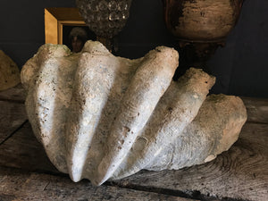 A Giant Clam Shell specimen (Tridacna Gigas)- 66cm