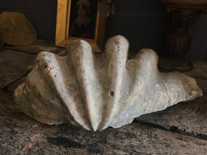 A Giant Clam Shell specimen (Tridacna Gigas)- 66cm