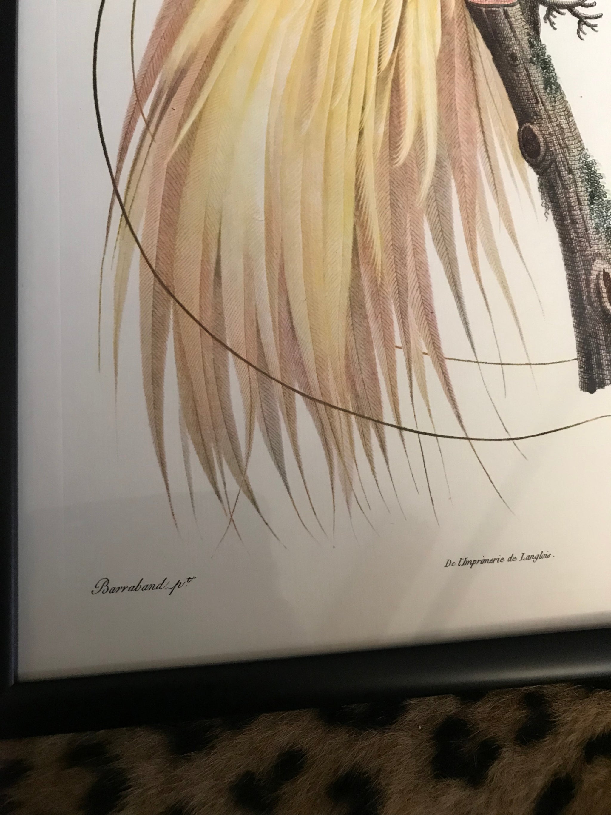 Rare exotic bird framed print 1796-1812- parrot, turaco, bird of paradise, 'tucan'