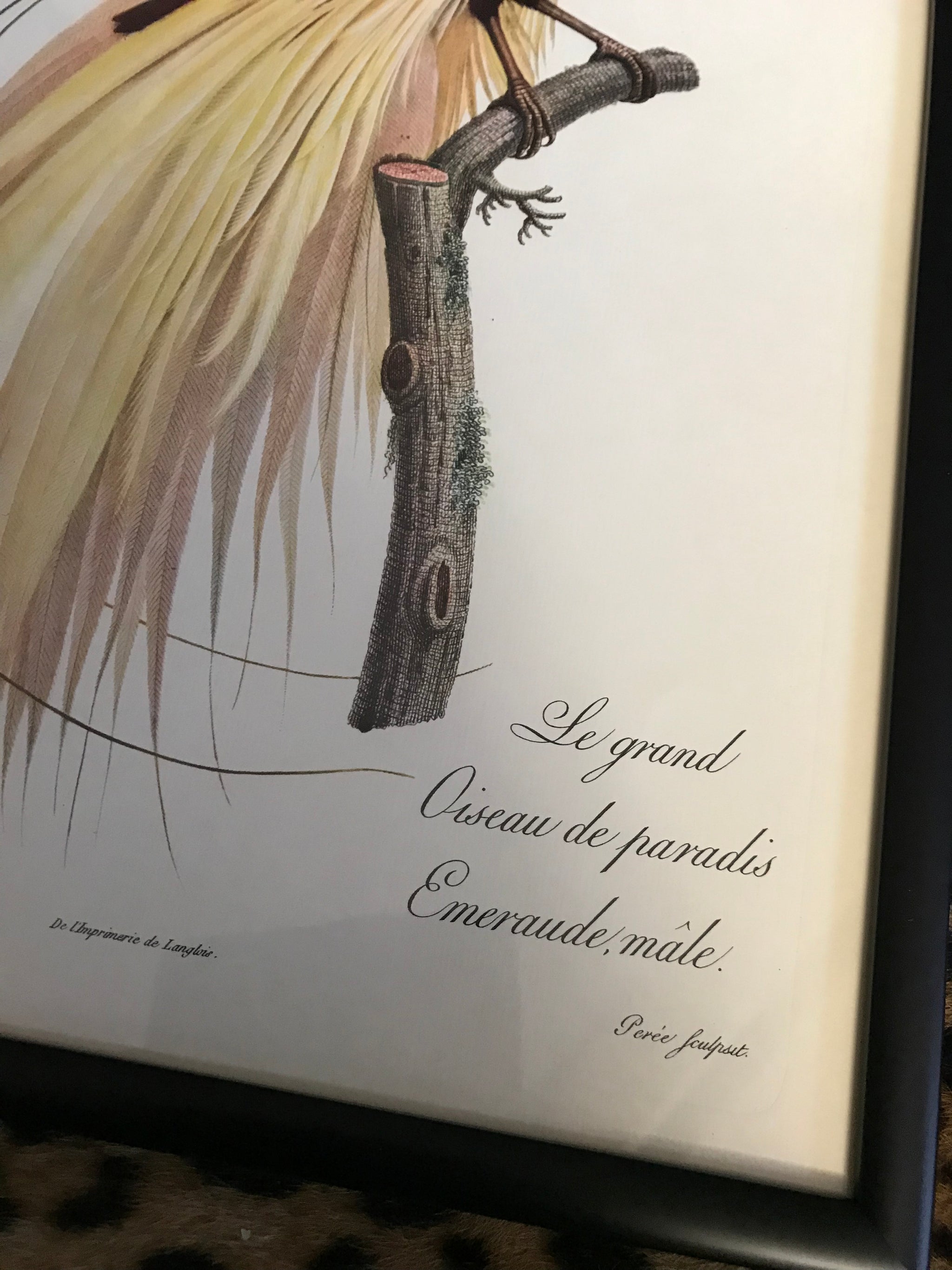 Rare exotic bird framed print 1796-1812- parrot, turaco, bird of paradise, 'tucan'