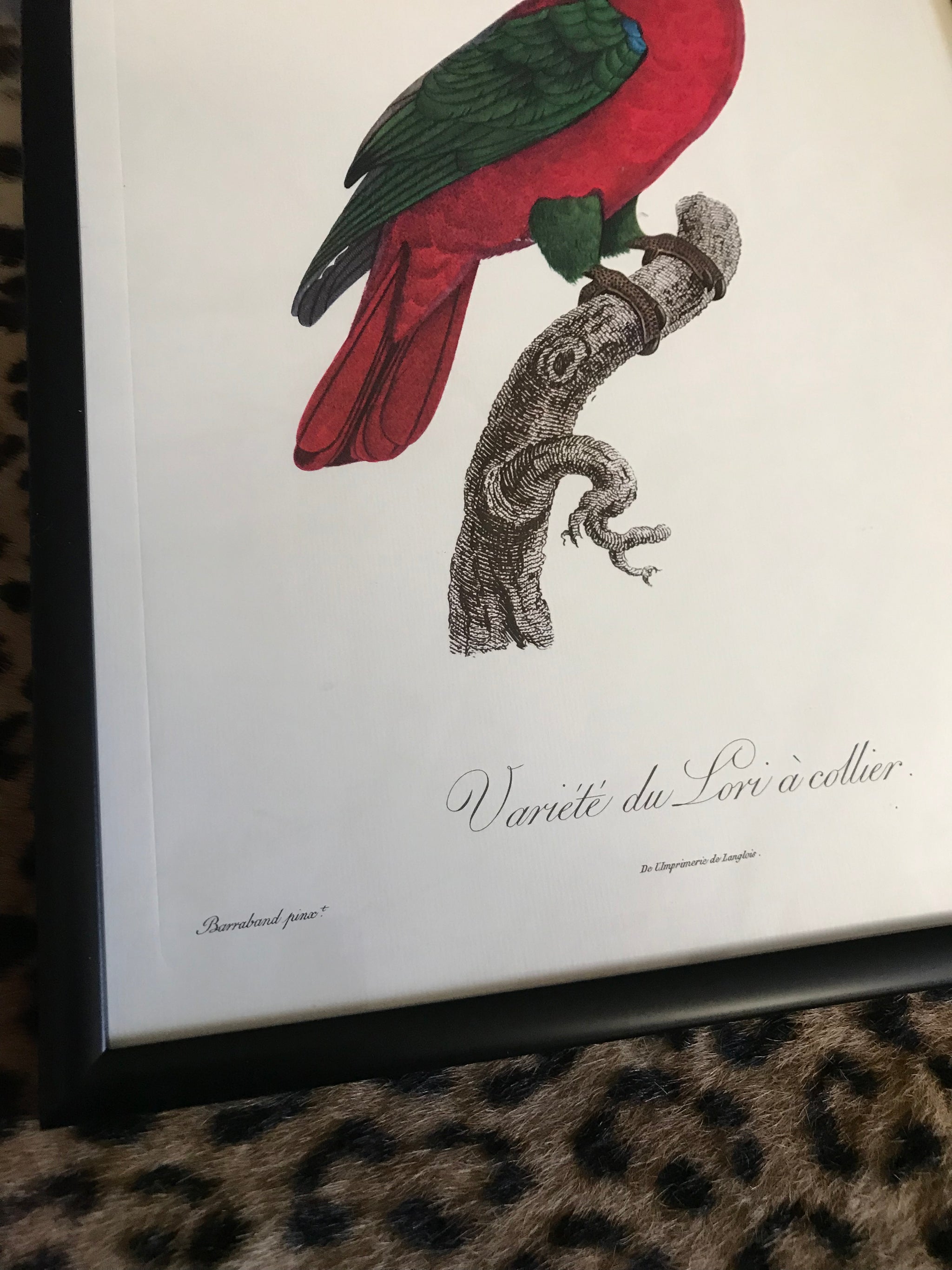 Rare exotic bird framed print 1796-1812- parrot, turaco, bird of paradise, 'tucan'