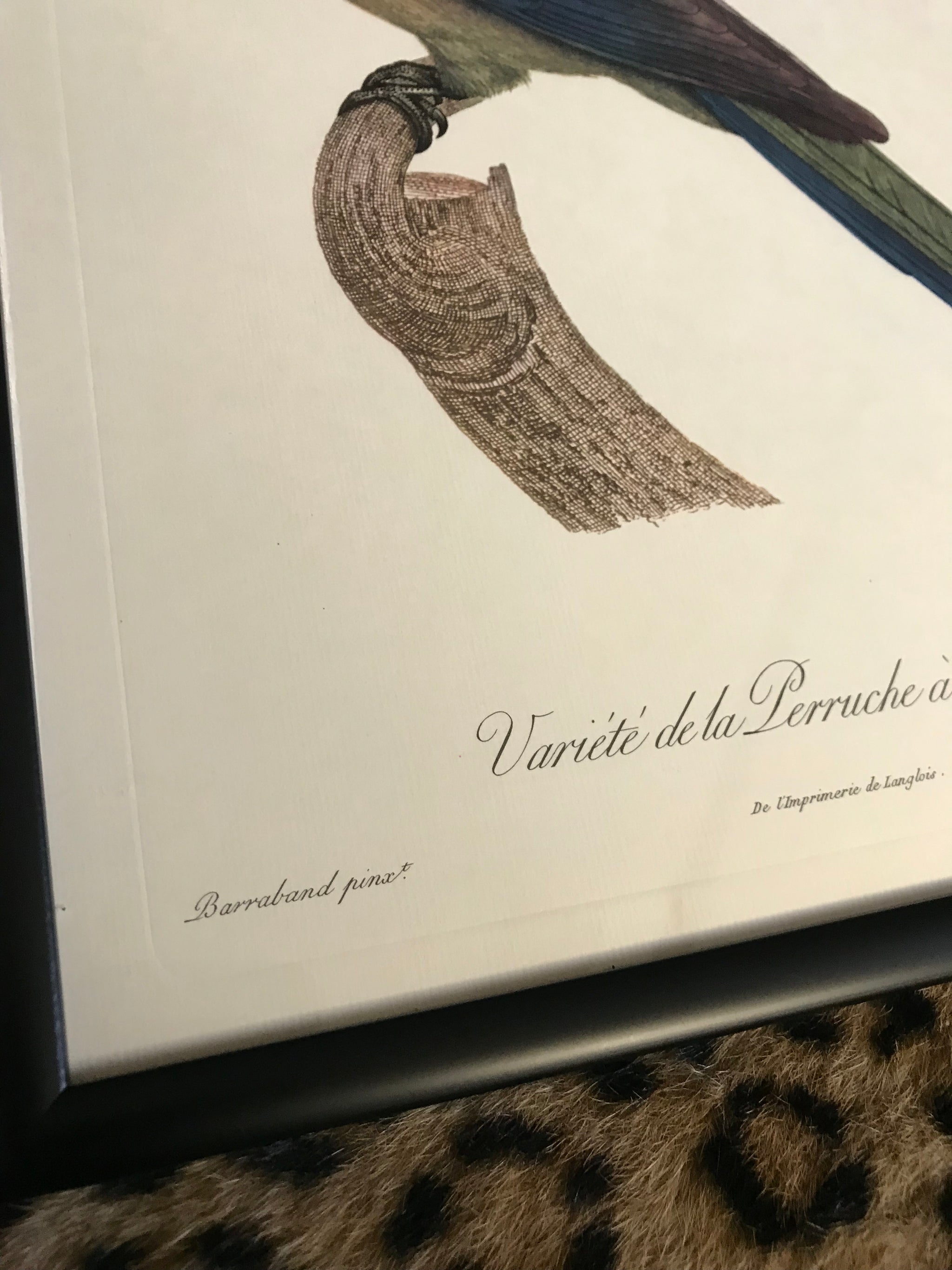 Rare exotic bird framed print 1796-1812- parrot, turaco, bird of paradise, 'tucan'