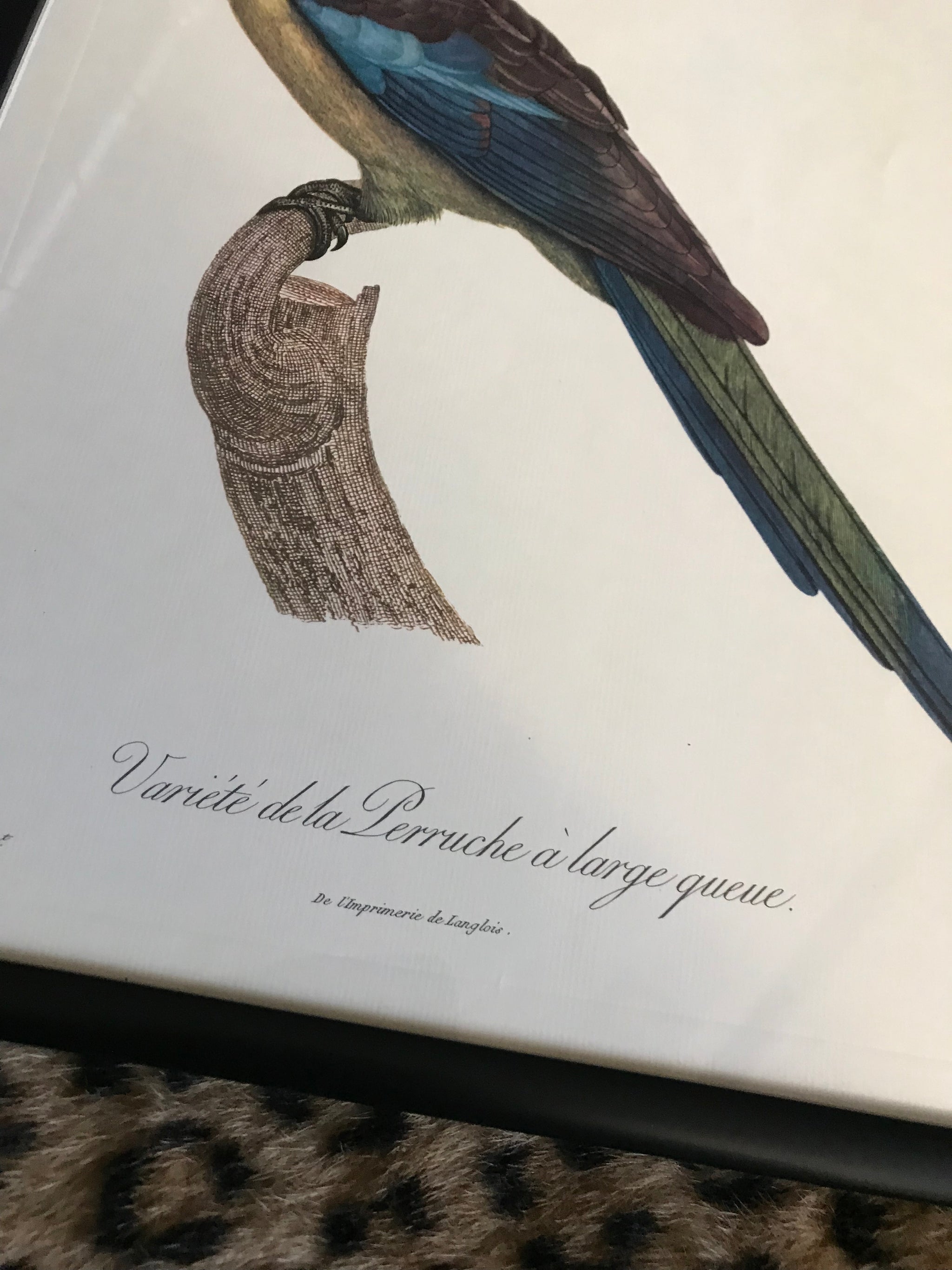 Rare exotic bird framed print 1796-1812- parrot, turaco, bird of paradise, 'tucan'