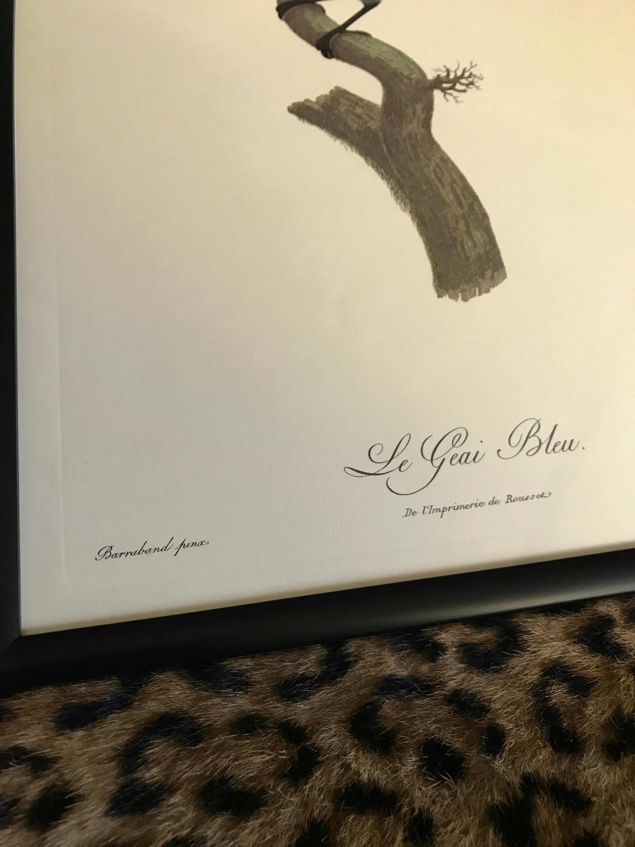 Rare exotic bird framed print 1796-1812- parrot, turaco, bird of paradise, 'tucan'