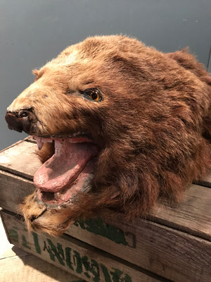 An early Victorian taxidermy brown bear head