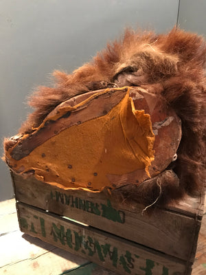 An early Victorian taxidermy brown bear head