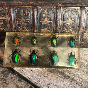 A large preserved eight piece scarab beetle set