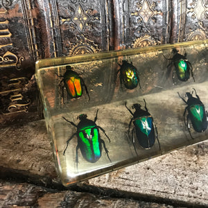 A large preserved eight piece scarab beetle set