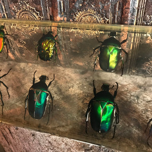 A large preserved eight piece scarab beetle set