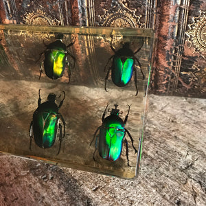 A large preserved eight piece scarab beetle set