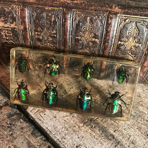 A large preserved eight piece scarab beetle set