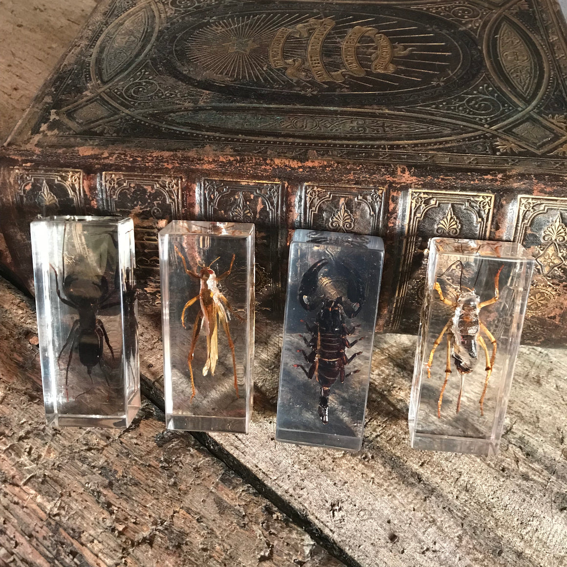 A set of four large preserved taxidermy insects