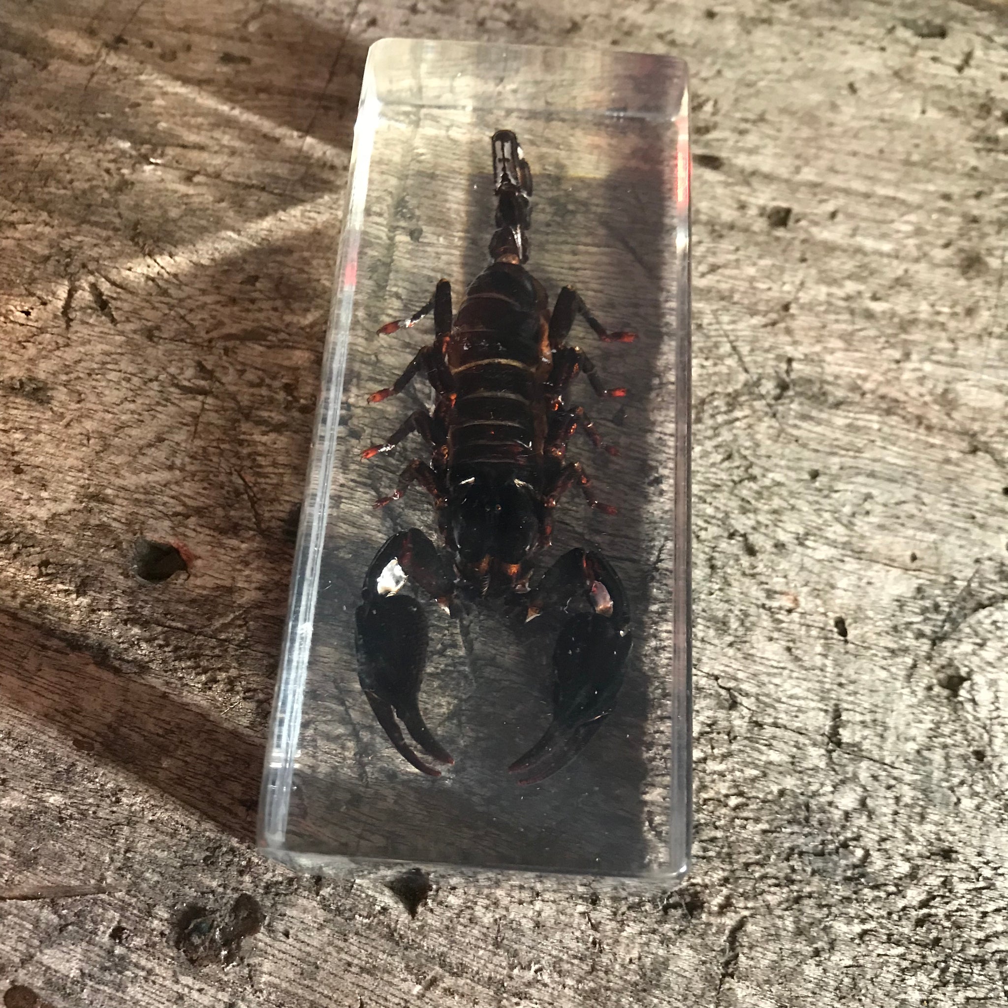 A set of four large preserved taxidermy insects