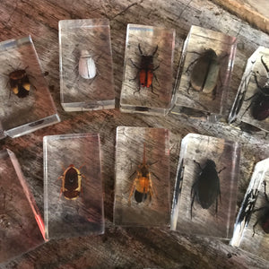 A wonderful set of 27 preserved insects