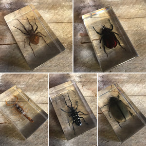 A wonderful set of 27 preserved insects