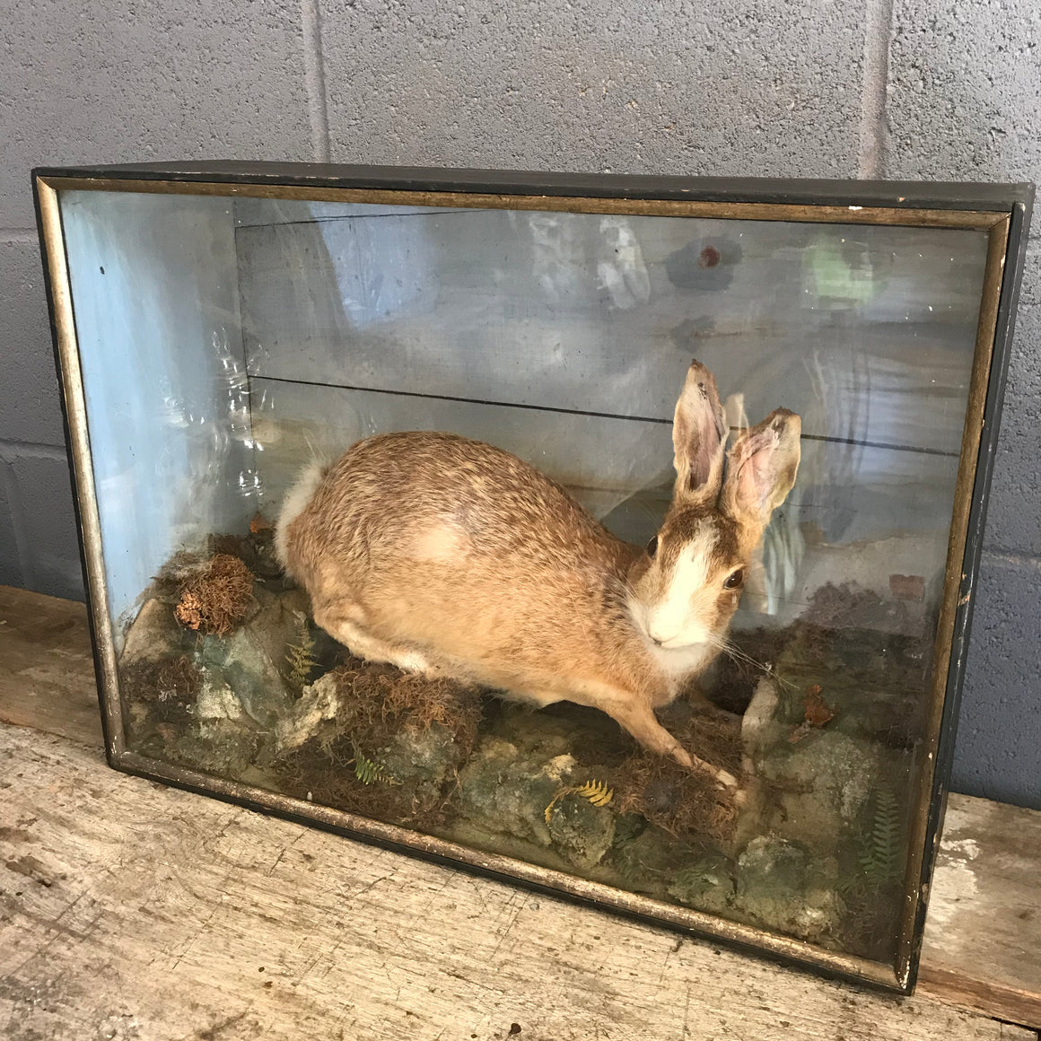 A Victorian taxidermy cased hare by Ralph Allder