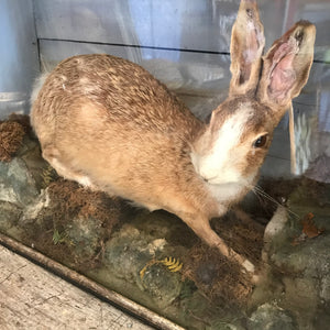 A Victorian taxidermy cased hare by Ralph Allder