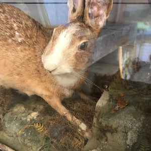 A Victorian taxidermy cased hare by Ralph Allder