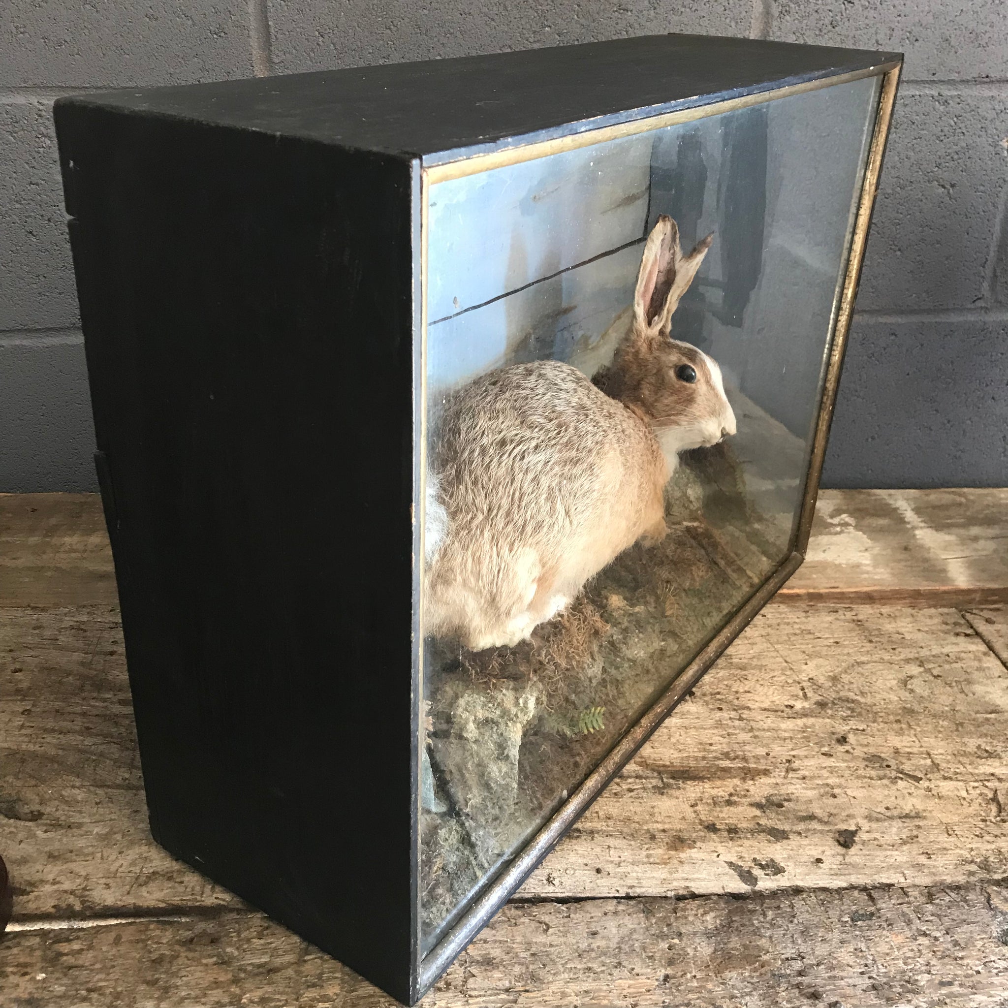 A Victorian taxidermy cased hare by Ralph Allder