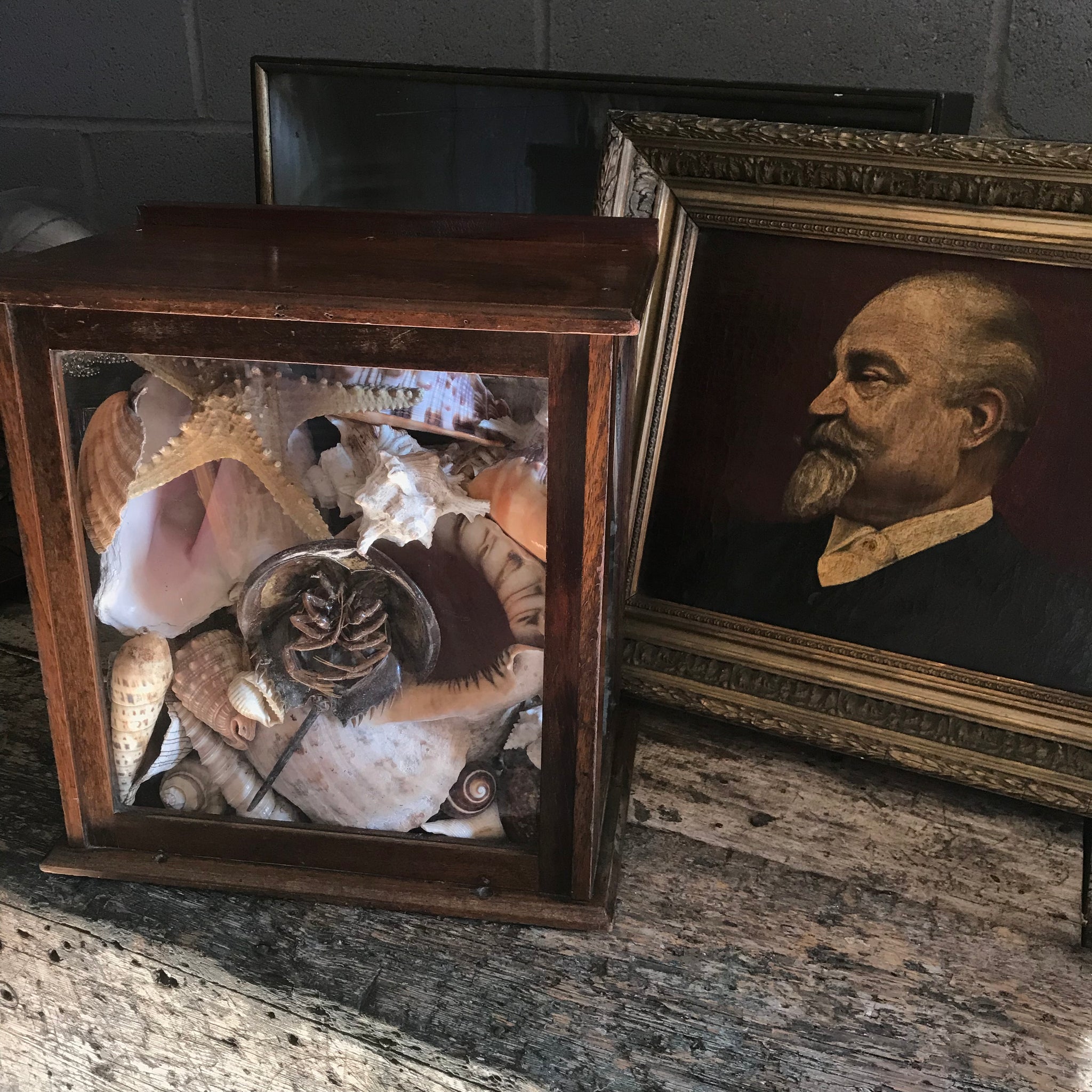 A glass display cabinet of assorted shells and sea creatures