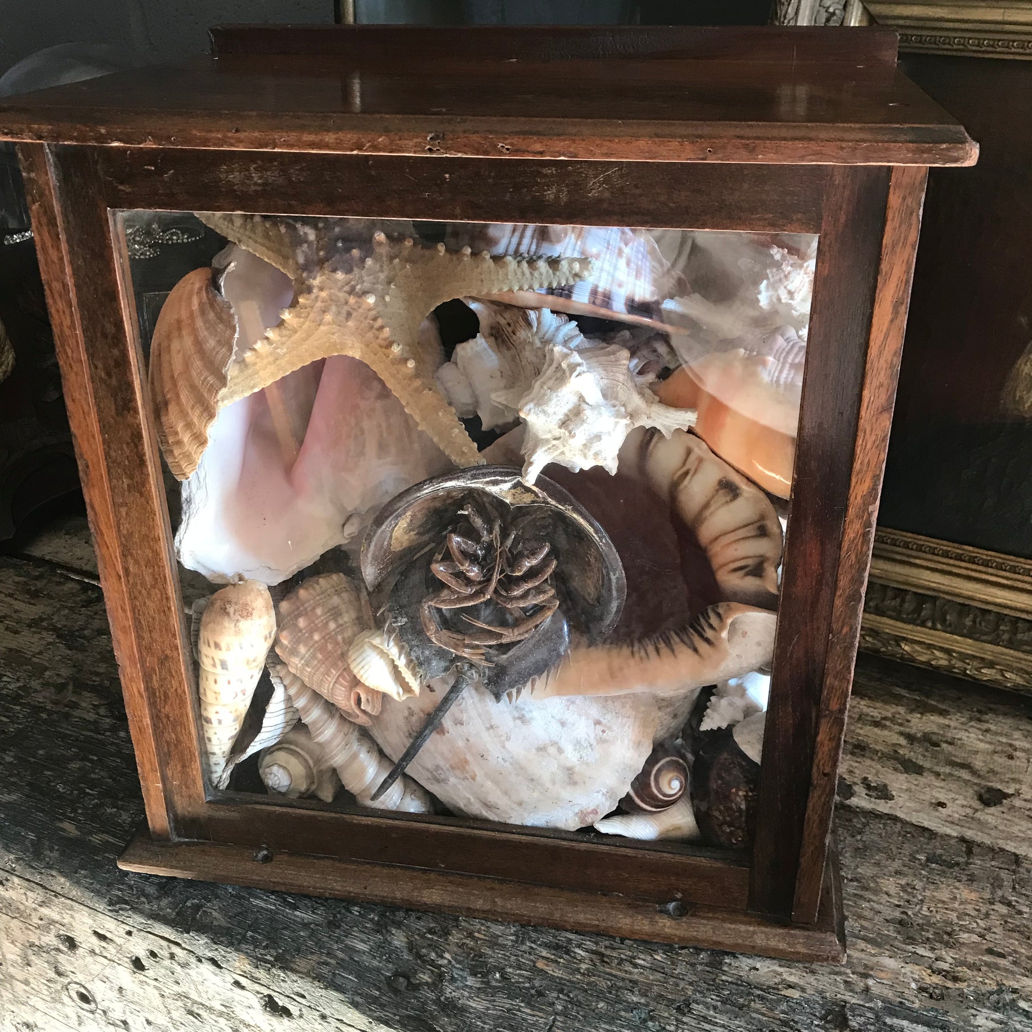 A glass display cabinet of assorted shells and sea creatures