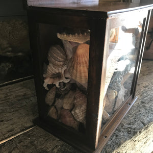 A glass display cabinet of assorted shells and sea creatures