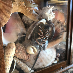 A glass display cabinet of assorted shells and sea creatures