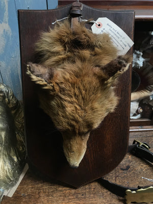 An Allen & Co taxidermy fox head death mask on a wooden shield