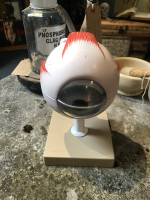An interactive anatomical model of an eye on a stand