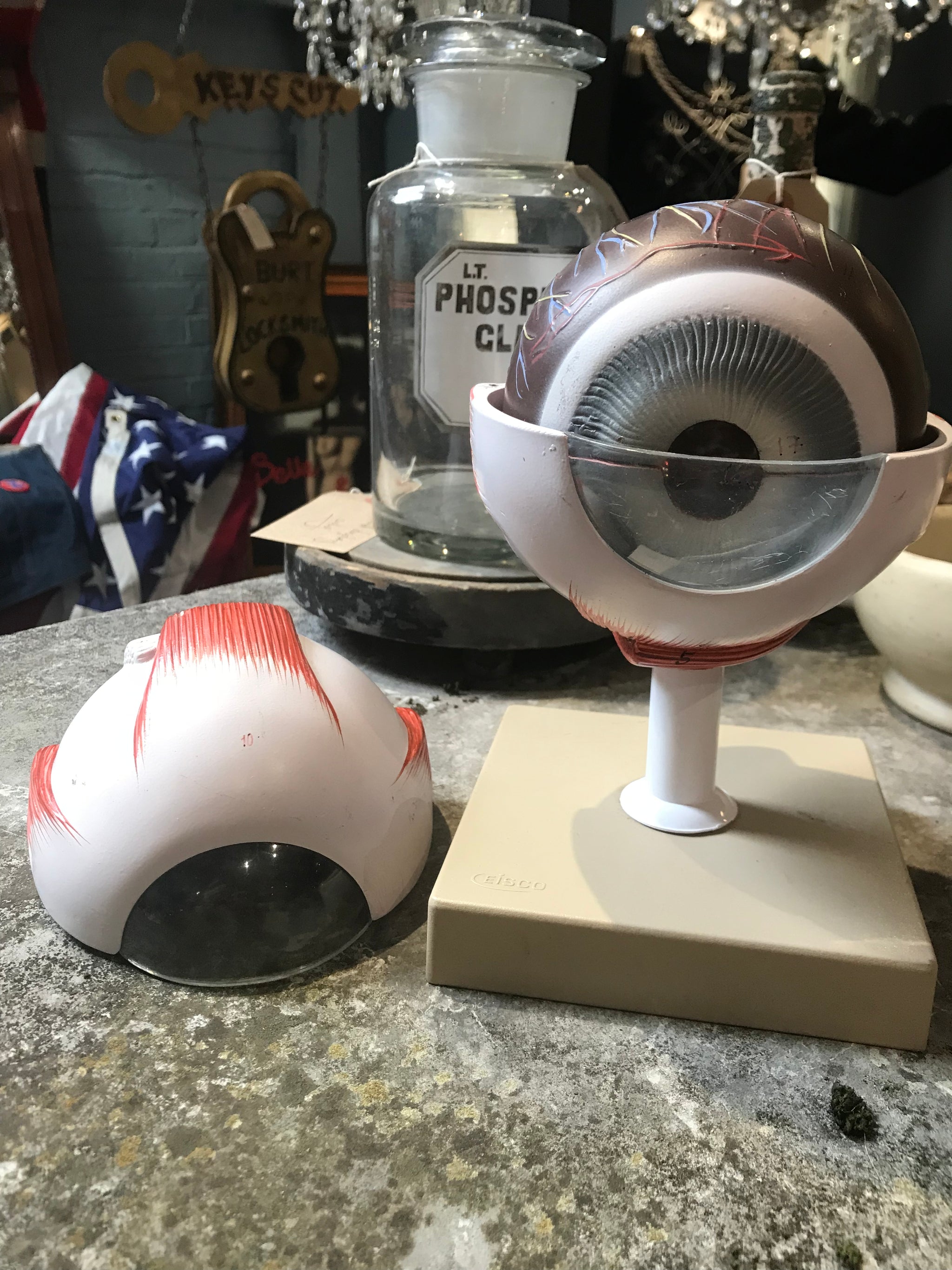 An interactive anatomical model of an eye on a stand