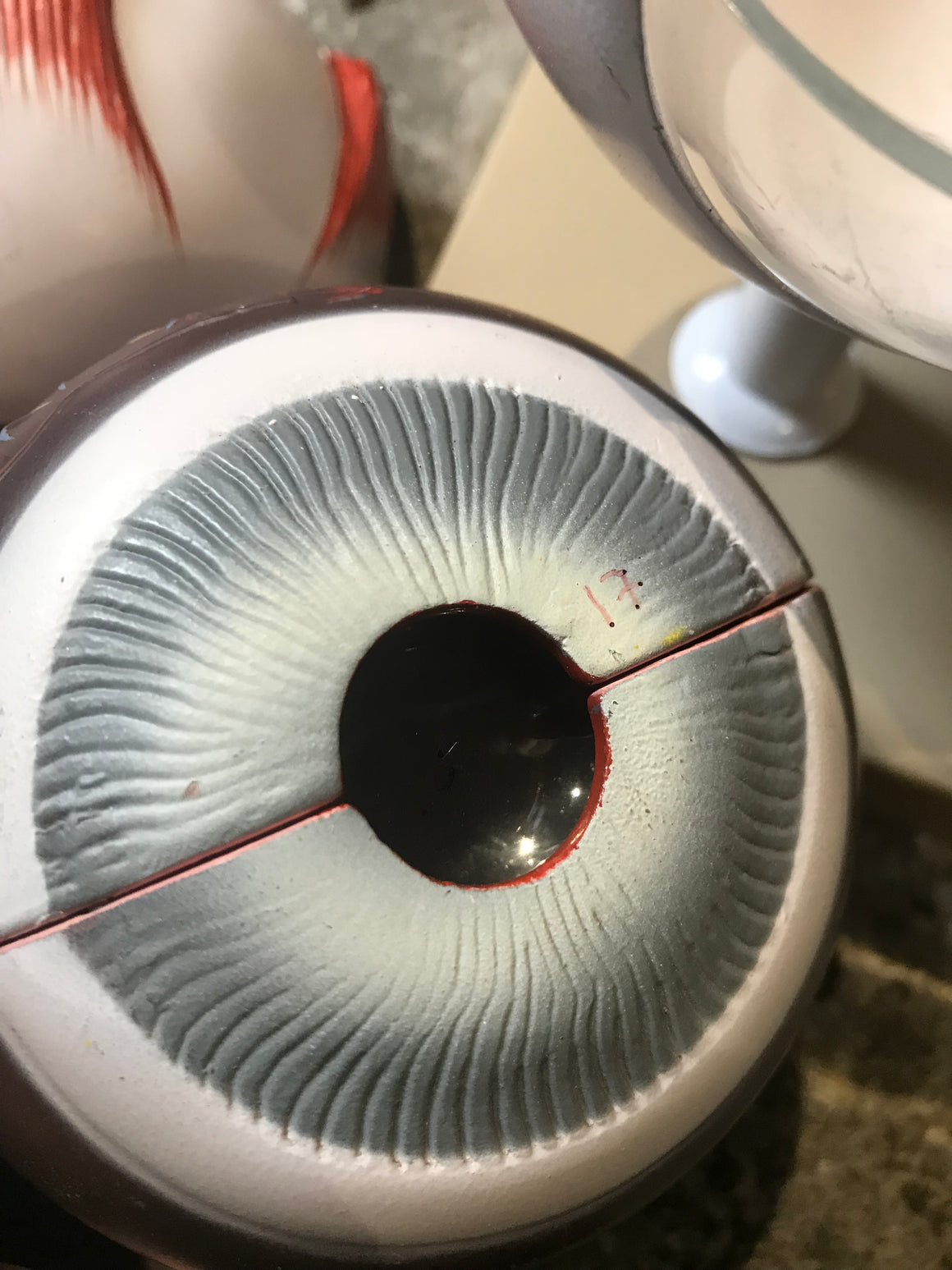 An interactive anatomical model of an eye on a stand