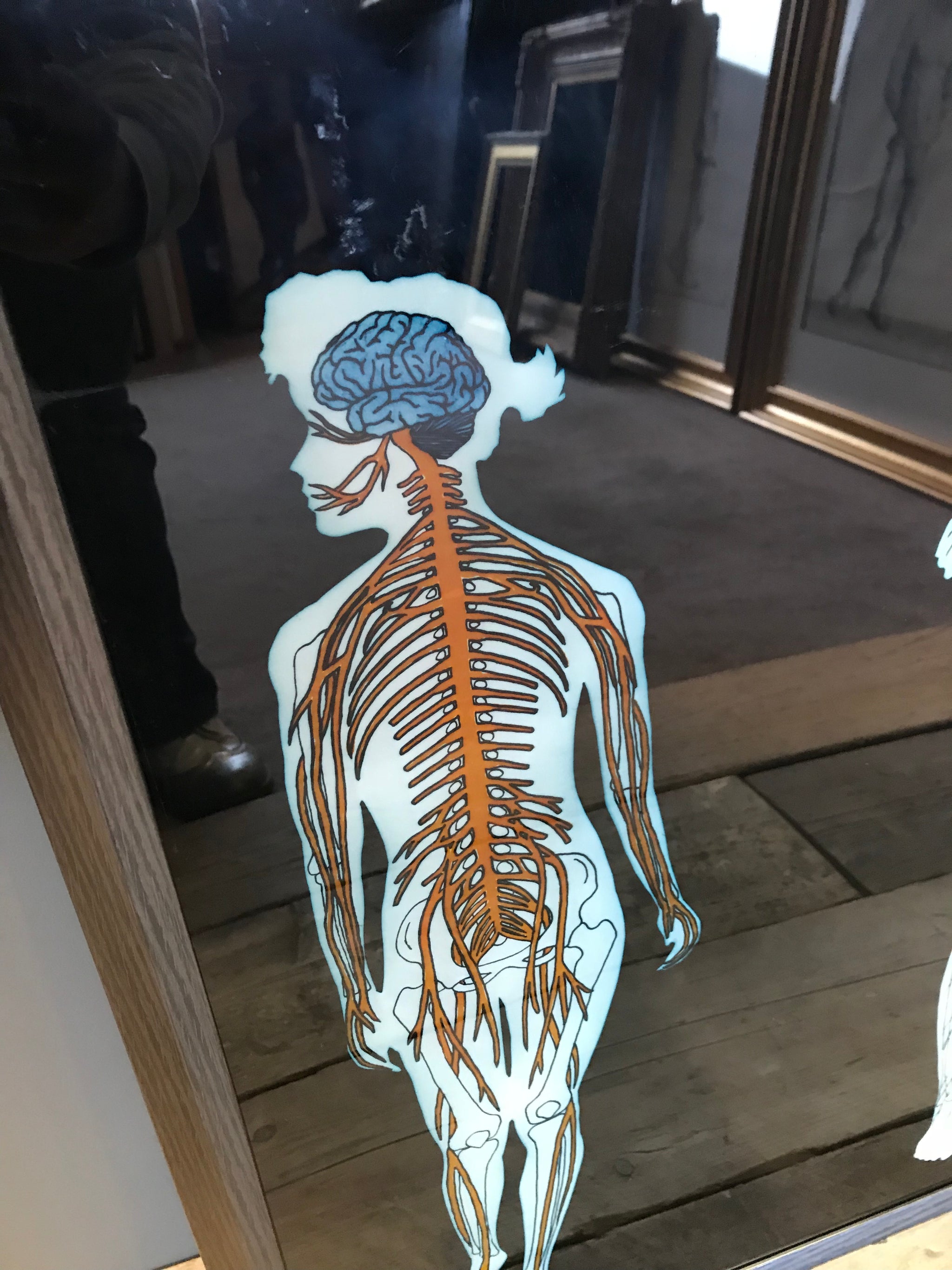Reverse painted anatomical art on Perspex